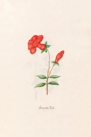 Magdelena Rosina Funck - Granaten Blt.webp