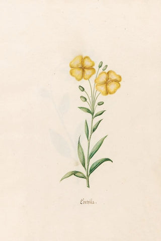 Magdelena Rosina Funck - Kontrilla.webp