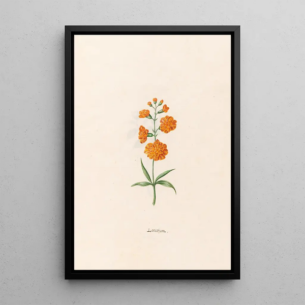 Magdelena Rosina Funck - Leucojum.webp