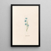 Stern der Hyazinthe - Magdalena Rosina Funck — gerahmtes Bild an der Wand