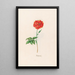 Rose turque - Magdalena Rosina Funck — gerahmtes Bild an der Wand
