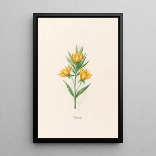 Magdelena Rosina Funck - Wiedrich.webp