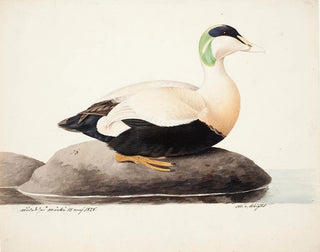 Eider à duvet mâle - Magnus von Wright — Ansicht des Kunstwerks