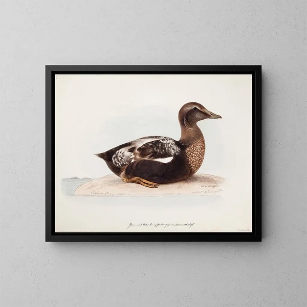 Eider à duvet mâle en été - Magnus von Wright — gerahmtes Bild an der Wand