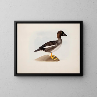 Magnus Von Wright - Common Goldeneye.webp