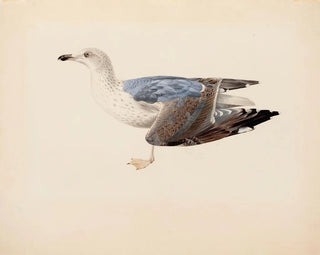 Silbermöwe - Magnus von Wright — Ansicht des Kunstwerks