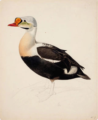 Magnus Von Wright - King Eider Unfinished.webp
