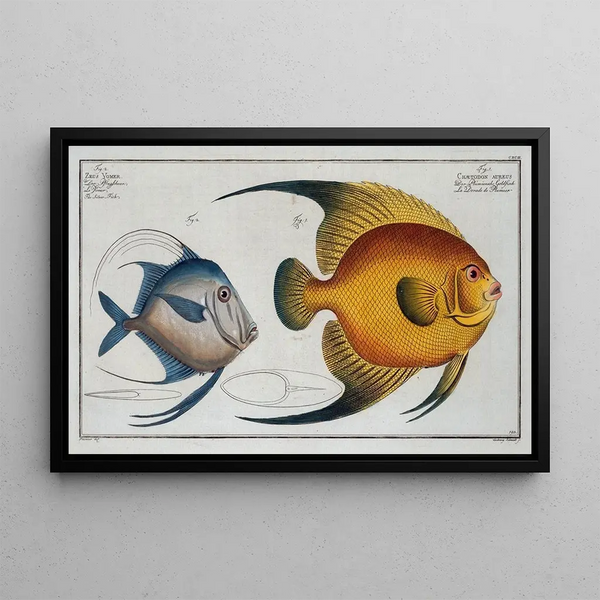 Chaetodon aureus 2 Zeus vomer, der silberne Fisch - Marcus Elieser Bloch — gerahmtes Bild an der Wand