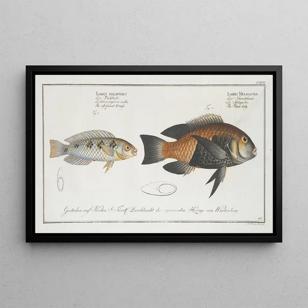 Marcus Elieser Bloch - 1Labrus Melagaster The Blackbelly 2 Labrus malapterus The soft finned Wrasse.webp