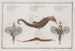 2 Pégase Draconis Der Meeresdrache 3 Syngnathus Hippocampus L'Hippocampe - Marcus Elieser Bloch — Ansicht des Kunstwerks