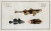 2 Perca Asper La Perche Rugueuse 3 Gobius Jozo Der Blauwe Gobius - Marcus Elieser Bloch — Ansicht des Kunstwerks
