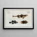 2 Perca Asper La Perche Rugueuse 3 Gobius Jozo Der Blauwe Gobius - Marcus Elieser Bloch — gerahmtes Bild an der Wand