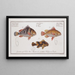 Anthias lineatus Le Grunt ligné 2 Anthias orientalis Le Bâtard 3 Anthias maculatus Le Grunt maculé - Marcus Elieser Bloch — gerahmtes Bild an der Wand