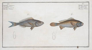 Marcus Elieser Bloch - 1 Bodianus stellifer The starry Bodian 2 Bodianus Argenteus The Silver Bodian.webp