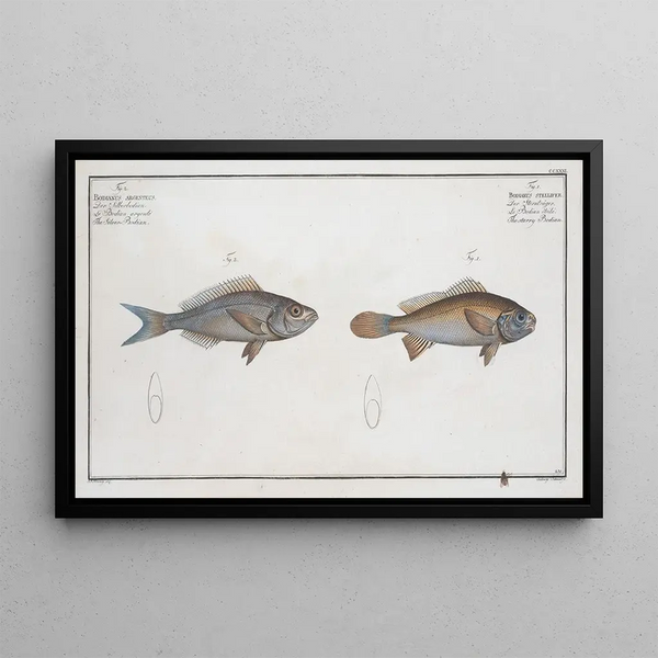 Bodianus stellifer Der leuchtende Bodian 2 Bodianus argenteus Der silberne Bodian - Marcus Elieser Bloch — gerahmtes Bild an der Wand