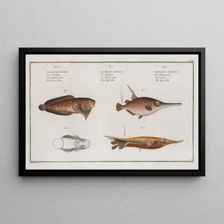Marcus Elieser Bloch - 1 Centriscus Scolopax The SnipeFish 2 Centriscus Scutatus The Knife Fish.webp