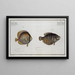 Chaetodon chinensis, der Chaetodon chinensis 2 Chaetodon kleinii, der Chaetodon von Klein - Marcus Elieser Bloch — gerahmtes Bild an der Wand