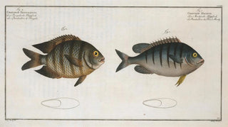 Marcus Elieser Bloch - 1 Chaetodon Mauritii 2 Chaetodon Bengalensis.webp