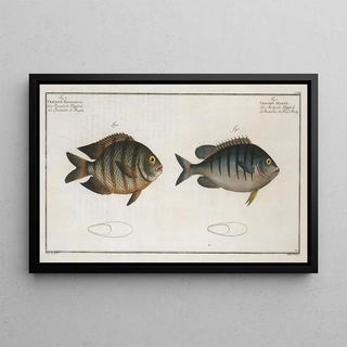 Marcus Elieser Bloch - 1 Chaetodon Mauritii 2 Chaetodon Bengalensis.webp