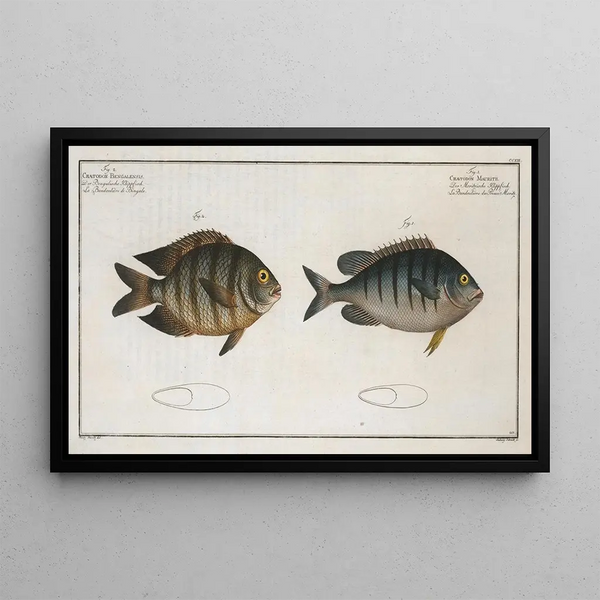 Marcus Elieser Bloch - 1 Chaetodon Mauritii 2 Chaetodon Bengalensis.webp