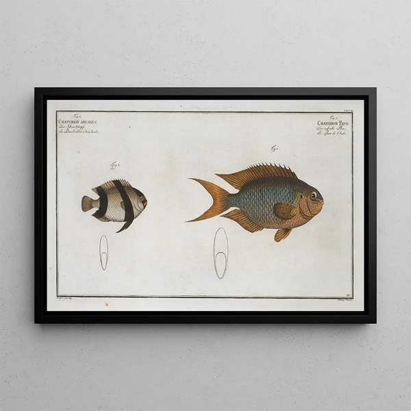 Marcus Elieser Bloch - 1 Chaetodon Pavo 2 Chaetodon aruanus.webp
