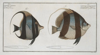 Marcus Elieser Bloch - 1 Chaetodon macrolepidotus 2 Chaetodon cornutus.webp