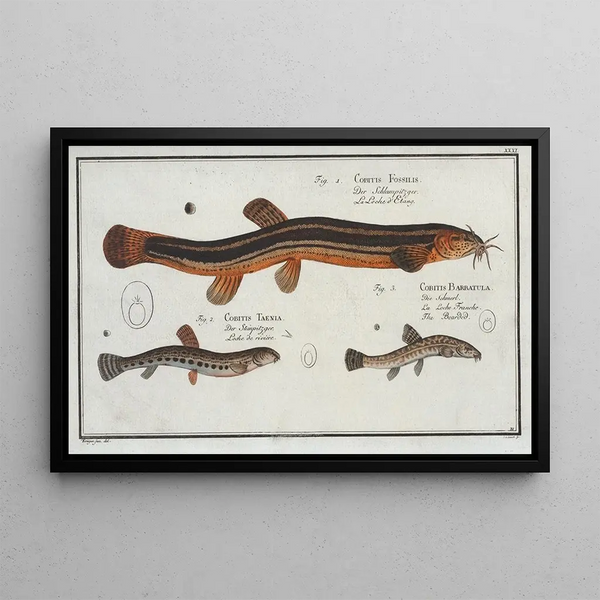 Cobitis fossilis die Scheibenfisch 2 Cobitis taenia der Bindenfisch 3 Cobitis bartula der Bartfisch - Marcus Elieser Bloch — gerahmtes Bild an der Wand