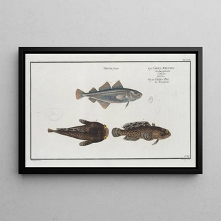 Marcus Elieser Bloch - 1 Gadus Minutus The Poor 2 3 Gadus Tau The ToaldFish.webp
