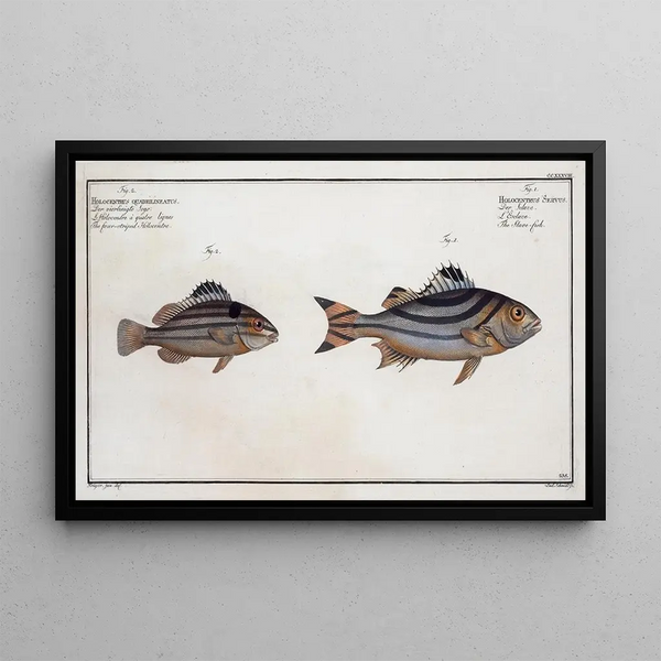 Marcus Elieser Bloch - 1 Holocentrus Servus The Slavefish 2 Holocentrus quadrilineatus The fourstriped Holocentre.webp