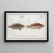 Labrus Julis Der Regenbogenfisch 2 Labrus Guttatus Der Girelle - Marcus Elieser Bloch — gerahmtes Bild an der Wand