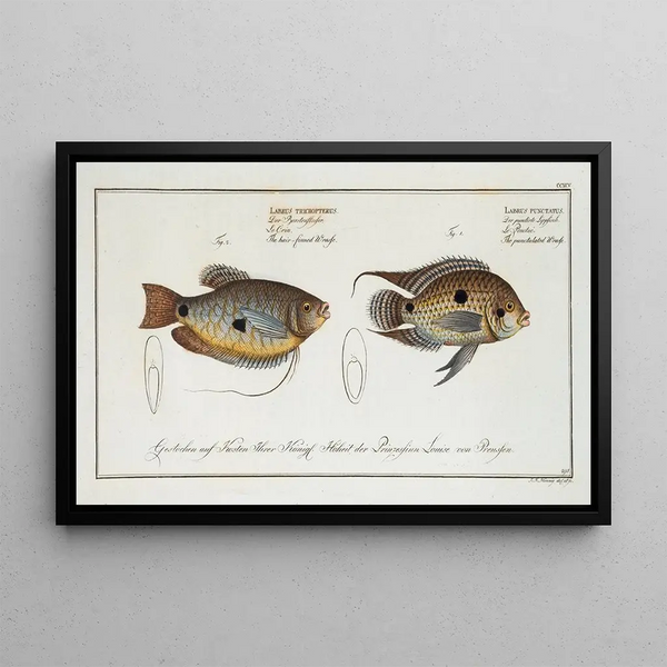 Marcus Elieser Bloch - 1 Labrus punctatus The punctulated Wrasse 2 Labrus trichonterus The hairfinned Wrasse.webp