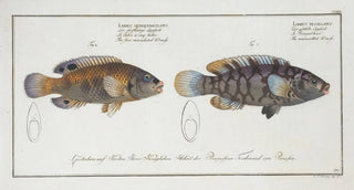 Marcus Elieser Bloch - 1 Labrus tesselatus The wainscotted Wrasse 2 Labrus quinquemaculatusThe five maculated Wrasse.webp