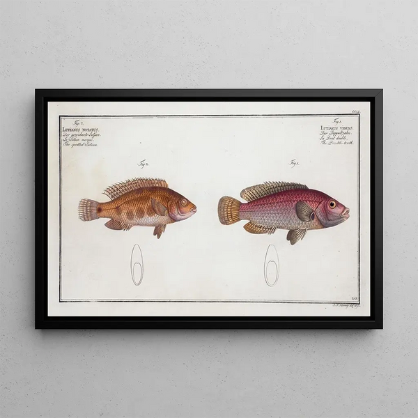 Lutjanus videns Le Double-dent 2 Lutjanus notatus Le lutjan tacheté - Marcus Elieser Bloch — gerahmtes Bild an der Wand