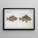 Lutjanus Hasta, 2 Holocentrus bengalensis - Marcus Elieser Bloch — gerahmtes Bild an der Wand