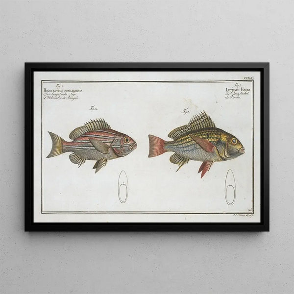Lutjanus Hasta, 2 Holocentrus bengalensis - Marcus Elieser Bloch — gerahmtes Bild an der Wand