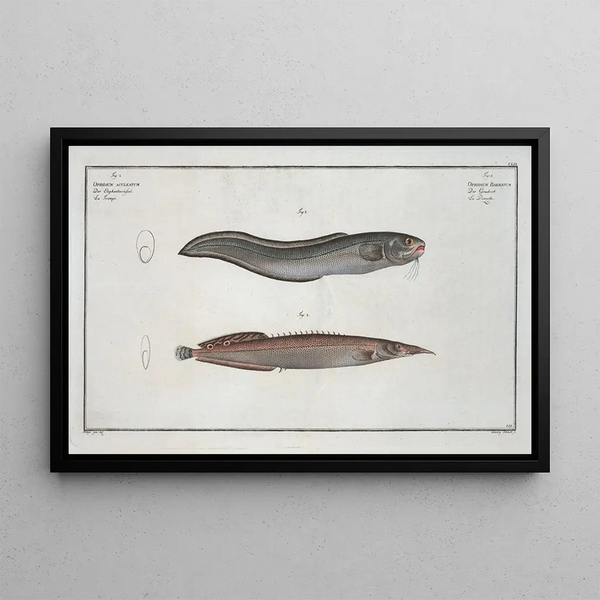 Ophidium barbatum 2 Ophidium aculeatum - Marcus Elieser Bloch — gerahmtes Bild an der Wand