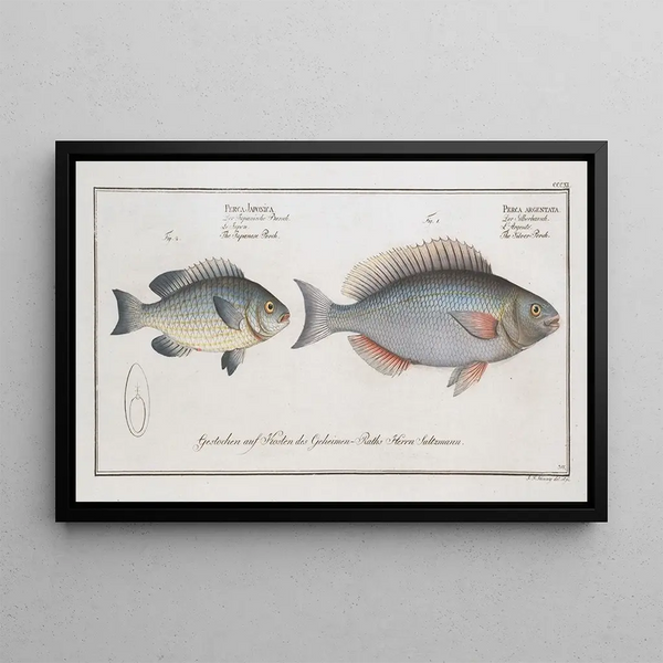 Perca argentata Le Perche argenté 2 Perca japonica Le Perche japonais - Marcus Elieser Bloch — gerahmtes Bild an der Wand