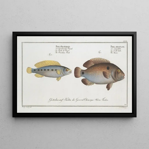 Perca bimaculata L'Acara 2 Perca brasiliensis La Perche brésilienne - Marcus Elieser Bloch — gerahmtes Bild an der Wand