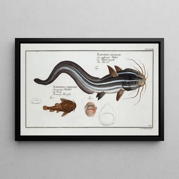 Platystacus angullaris L'anguille plate 2 Platystacus verrucosus Der warzige Plattfisch - Marcus Elieser Bloch — gerahmtes Bild an der Wand