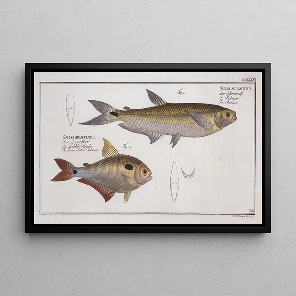 Salmo argentinus Le Piabuco 2 Salmo bimaculatus Le saumon bimaculé - Marcus Elieser Bloch — gerahmtes Bild an der Wand