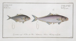 Marcus Elieser Bloch - 1 Scomber aculeatus The Crossspine 2 Scomber Calcar The Spurback.webp