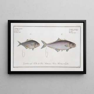 Marcus Elieser Bloch - 1 Scomber aculeatus The Crossspine 2 Scomber Calcar The Spurback.webp