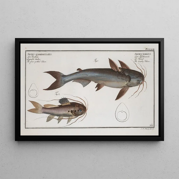 Silurus Nodosus Der Knorpelfisch 2 Silurus Quadrimaculatus Der Vierfleck-Knorpelfisch - Marcus Elieser Bloch — gerahmtes Bild an der Wand