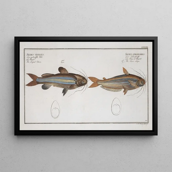 Silurus atherinoides La bande argentée 2 Silurus vittatus Der gestreifte Wels - Marcus Elieser Bloch — gerahmtes Bild an der Wand