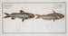 Silurus atherinoides La bande argentée 2 Silurus vittatus Der gestreifte Wels - Marcus Elieser Bloch — Ansicht des Kunstwerks