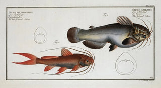 Marcus Elieser Bloch - 1 Silurus galeatus The helmed Silure 2 Silurus erythropterus The redfinned Silure.webp