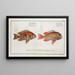 Sparus japonicus Die japanische Dorade 2 Sparus surinamensis Die Dorade aus Surinam - Marcus Elieser Bloch — gerahmtes Bild an der Wand