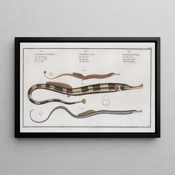Syngnathus Typhle, der Pfeifenfisch 2 Syngnathus Acus, der Trompetenfisch 3 Syngnathus Ophidion, der Meeresaal - Marcus Elieser Bloch — gerahmtes Bild an der Wand