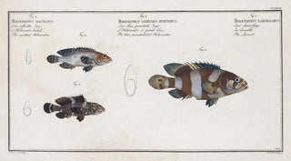 Marcus Elieser Bloch - 1 The Lancet 2 The blue punctulated Holocentre 3 The spotted Holocentre.webp