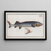 Acipenser Huso Der große Stör - Marcus Elieser Bloch — gerahmtes Bild an der Wand